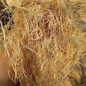 Alga Gracilaria Seca Premium de Vietnam - Materia Prima de Alta Calidad para la Producción de Agar - Product Image 2