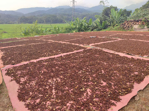 Premium Dried Raw Star Anise Whole Selected Grade Autumn Harvest Vietnam Origin IIGlobal Supply 1% Broken Rate Max High Purity - Product Image 3