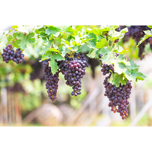 Raisins à vin frais : saveur riche et douceur naturelle pour l'exportation en vrac et le traitement alimentaire, support OEM - Product Image 5