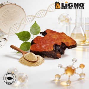 Polvo de hongo LiGNO Antrodia Camphorata |   Extracto de Espectro Completo Secado en Frío |   Proveedor de Productos Alimenticios de Grado Médico OEM/ODM - Product Image 1