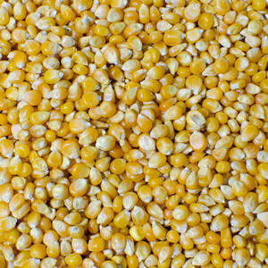 Maïs Blanc Entier Séché Non-Glutineux Qualité Alimentaire Conditionnement en Vrac Humidité 13% Durée de Conservation 12 Mois Consommation Humaine Autriche - Product Image 1