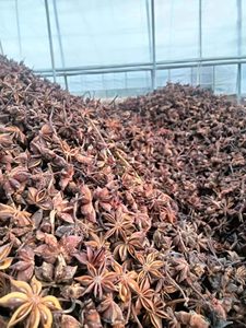 [AVAILABLE] | Wholesale BLUE LOTUS Dried Star <b>Anise</b> Spice (Reddish-brown Dark Brown) for Food Industry Cooking Essential <b>Oil</b> - Product Image 4