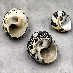 Ornements d'aquarium au prix le plus bas, coquillages pour décoration, coquillages naturels, coquillages marins - Product Image 3