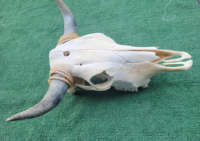 Longue Corne Vache Crânes Tenture Murale Longhorn Steer Ox Corne Squelette Tenture Murale Buffalo Corne Décorations Creative Halloween Cadeaux