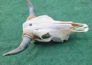 Longue Corne Vache Crânes Tenture Murale Longhorn Steer Ox Corne Squelette Tenture Murale Buffalo Corne Décorations Creative Halloween Cadeaux - Product Image 5