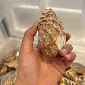 เปลือกหอยเป๋าฮื้อยั่งยืนเวียดนามสำหรับแบรนด์ที่ใส่ใจสิ่งแวดล้อมและโซลูชันการออกแบบตกแต่งภายในที่ทนทานด้วยข้อมูลทองคำ99รายการ - Product Image 5