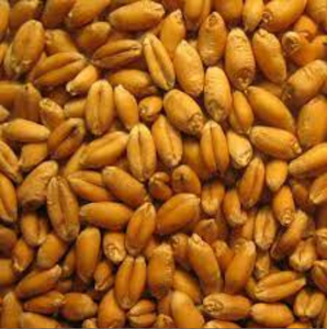 เมล็ดข้าวบาร์เลย์สดออร์แกนิกพรีเมียมและเมล็ดข้าวบาร์เลย์มอลต์ - อาหารสัตว์แบบขายส่ง - Product Image 3
