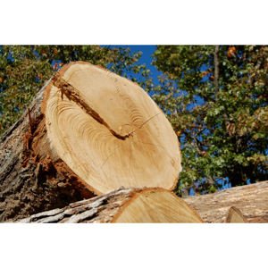 Bûches de bois de chêne naturel de haute qualité pour le traitement en scierie et la fabrication de meubles – Vente en gros - Product Image 2