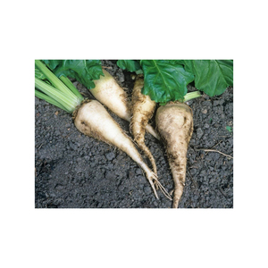 Remolacha Azucarera, Producto Agrícola de Calidad Garantizada, Ideal para Procesamiento y Aplicaciones Industriales - Product Image 3