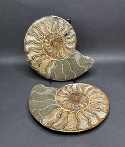 Concha de Amonita Natural, Piedra del Mar Antiguo, Regalo para Ella y Él, Cristal Curativo, Protección Energética, Transformación - Product Image 3