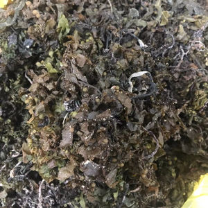 สาหร่าย Sargassum สาหร่ายทะเล-ปุ๋ย Sargassum สาหร่ายทะเล-แห้งผงสาหร่าย Sargassum/ms.thi - Product Image 1