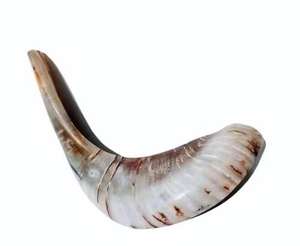 Shofar en corne de bélier original casher, entièrement poli - Instrument de musique juif artisanal et écologique - Facile à souffler, fabriqué en Israël - Product Image 3