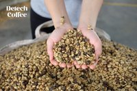 Grains de café vietnamien Robusta et Arabica processus vert de marque personnalisée DETECH de haute qualité en gros dans un sac