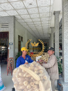 Natural Dried Whole Cutting Loofah From Vietnam Loofah Sponge Very High Quality and OEM Packing - Product Image 4