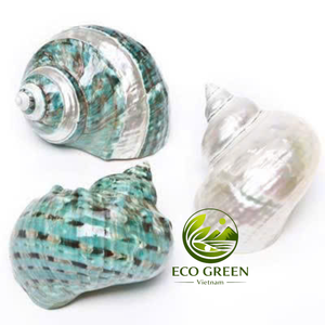 Coquilles turbo naturelles irisées polies pour la décoration d'aquariums, remplacement de coquilles de crabe ermite, art et artisanat côtiers - Product Image 2