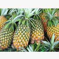 Verse Premium Ananas Export Kwaliteit Zoet Tropisch Fruit Boerderijvers Groothandel Leverancier uit Bangladesh Six Season Agro