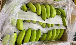 Plátano Cavendish Fresco, Fruta de Plátano Fresca, Calidad Premium, Origen Vietnam, para Exportación al por Mayor - Product Image 1