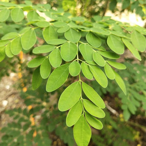 Feuilles de moringa séchées 100% naturelles, qualité export - Product Image 1