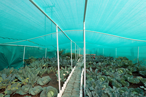 Premium TANDHAN 100% Virgin HDPE Knitted Shade <b>Net</b> UV Resistant Agricultural Shade Cloth 30%-95% Shade Rate Greenhouse Nursery - Product Image 4