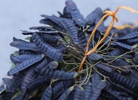 Groothandel Honinghoutvrucht Boket Zaad voor Haaruitval & Zwak Haarverzorging Natuurlijke Shampoo Plantenextract Bulkverpakking