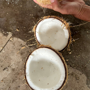 Noix de coco sèche 100% naturelle de haute qualité, sans additifs ni conservateurs, en provenance d'Inde - Product Image 5
