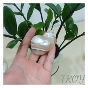 Fournisseur d'anneaux de serviette en coquillage naturel pour les boutiques de cadeaux en gros, les hôtels, les restaurants et les détaillants d'articles ménagers pour la décoration de table - Product Image 1