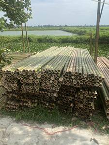 PRECIO ECONÓMICO - Estacas de Bambú Tonkin Verde Amarillo de Alta Calidad de Vietnam para Soporte de Plantas, Materiales de Bambú Crudo - Product Image 5