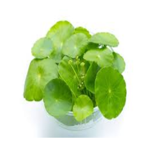 ส่วนผสมเครื่องสำอางมาเดคาโซไซด์คุณภาพสูงสำหรับเซรั่มบำรุงผิวหน้า ครีม และโลชั่น จำหน่ายจำนวนมาก - Product Image 4