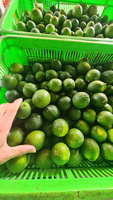 Citrons sans pépins du Vietnam cueillis frais des vergers locaux, juteux et savoureux, emballés pour la vente au détail en gros et l'exportation