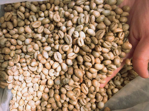 Café Vert Robusta Biologique du Vietnam Certifié USDA et ISO 22000, Taille 16 Grade AA+, Haute Qualité, Vente en Gros, Exportation Directe, Noir - Product Image 3