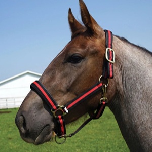Harnais pour cheval en nylon bicolore personnalisé avec boucle à double réglage et anneau - Product Image 4