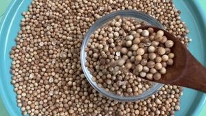 Graines de coriandre entières fraîches d'Inde de qualité supérieure (100 % naturelles) du Gujarat, durée de conservation de 12 mois pour le commerce mondial des épices - Product Image 6