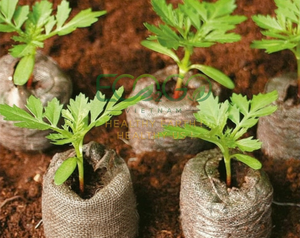 Premium Coco Peat Pellets – Expandable Natural Growing Medium for Seed Germination, Root Development and Plant Propagation - Product Image 6