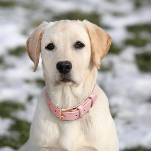 Collar de Perro de Cuero Rosa de Lujo con Hebilla Dorada, Ajustable y Acolchado, para Perros Pequeños, Medianos y Grandes - Product Image 6
