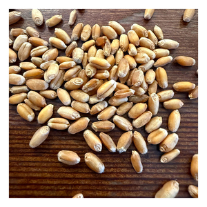 Grains de blé de qualité fournis pour le commerce de gros avec une disponibilité fiable en vrac - Product Image 5