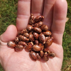 Graines de ricin de haute pureté, naturellement propres, matures, emballées pour expédition en vrac et approvisionnement en traitement d'huile industrielle - Product Image 6