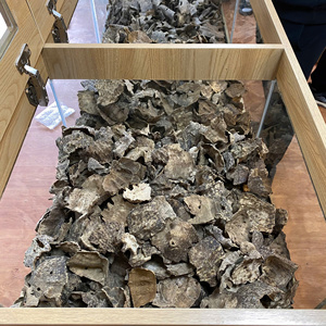 Copeaux de bois d'agar naturel premium AZ Oud Vietnam (Aquilaria Crassna infestée par des fourmis) à haute teneur en résine, parfum boisé sucré, encens AWC2 - Product Image 6