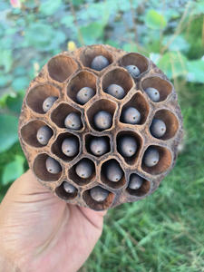 Vainas de Semillas de Loto Secas Ecológicas de Alta Calidad, Origen Vietnam, Naturales para Diseño de Interiores, Arte Floral para Bodas y Decoración del Hogar - Product Image 2