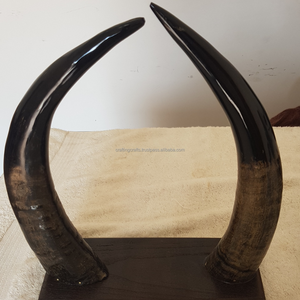 Cuerno de búfalo pulido en bruto de la India Estilo animal ecológico Decoración de mesa de oficina Viking Feel Producto más vendido - Product Image 1