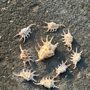 Reliable Vietnam Small Seashell For High Volume Export And Providing Clean Handmade Craft Goods By 99 Gold Data Co - Product Image 1