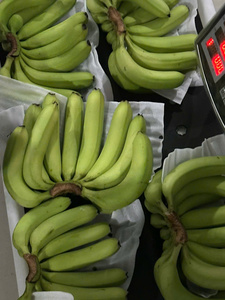 Plátanos Cavendish dulces naturales cultivados en regiones tropicales para exportación - Product Image 3