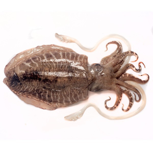 Poulpe Congelé en Gros le Plus Vendu – Qualité Supérieure, Approvisionnement en Vrac, Qualité Alimentaire, Prêt à Expédier, Exportation - Product Image 1