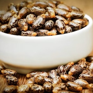 Semillas de Ricino Naturales para Uso Agrícola - Product Image 1