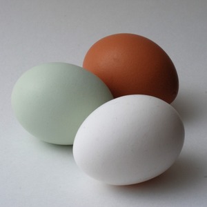 Huevos de Gallina Naturales Blancos y Marrones de Primera Calidad, Empacados con Cuidado, Entrega de Calidad para Compradores de Importación y Proveedores de Alimentos - Product Image 3