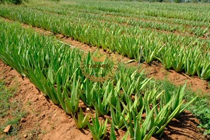 เจลว่านหางจระเข้กระป๋องใส่ผลไม้ปราศจากน้ำตาลมีหลากหลายขนาด (3x3x3mm-15x15x15mm) บรรจุในถุงจากเวียดนาม - Product Image 2