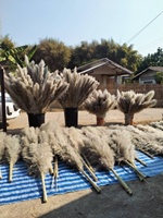 Buket Rumput Pampas Warna Putih Dikelantang Alami untuk Pengaturan Bunga Dekorasi Rumah
