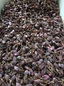 Cardamome noire séchée fumée de qualité export pour Biryani et mélanges d'épices – Production indienne Badi Elaichi - Product Image 2