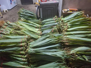 100% hojas de bambú secadas al sol naturales tamaño grande 9cm + precio competitivo directo de Vietnam para hacer pasteles - Product Image 4