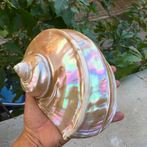 เปลือกหอยมาร์มาทาตัสขนาดใหญ่ สีเขียว แบบมีลาย  เปลือกหอยสังข์ยักษ์สีเขียวธรรมชาติ  เปลือกหอยมุกสีเขียวขัดเงา - Product Image 1