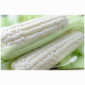 ข้าวโพดขาวเกรด 1 สำหรับบริโภค/อาหารสัตว์ ข้าวโพดขาว - Product Image 1